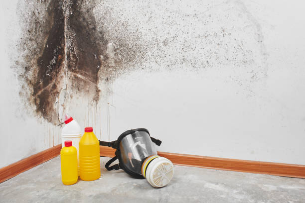 Best Attic Mold Removal  in Bunker Hill, OR