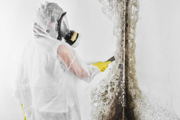 Best Black Mold Removal  in Bunker Hill, OR
