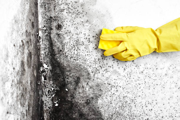 Trusted Bunker Hill, OR Mold Removal Experts