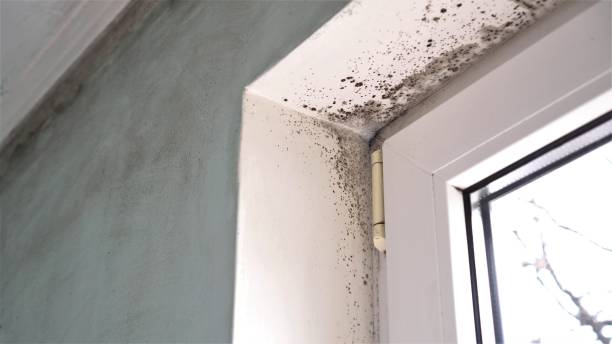 Best Black Mold Removal  in Bunker Hill, OR