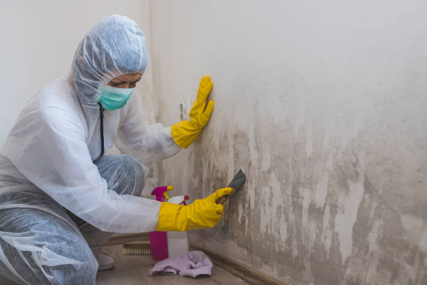 Best Mold Removal Near Me  in Bunker Hill, OR