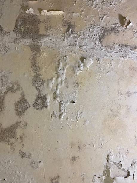 Best Home Mold Removal  in Bunker Hill, OR