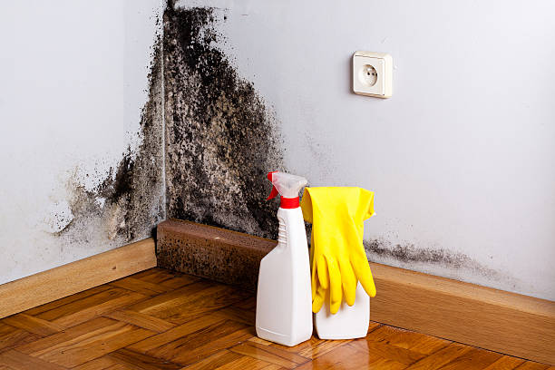 Best Toxic Mold Removal  in Bunker Hill, OR