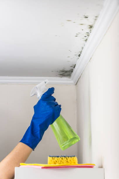 Best Affordable Mold Removal  in Bunker Hill, OR